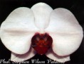 /album/phalaenopsis-hybridy/phal-stephen-wilson-palatine-jpg/